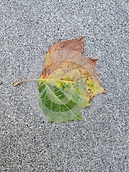 changing of seasons shown in one leaf on the ground during Fall Foliage