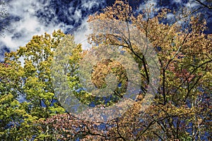 Changing seasons in the Smoky Mountains under a cloudy sky.