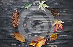 Changing seasons and time concept. Leaves in circle from green to yellow and brown colors on dark rustic wood flat lay. Leaves