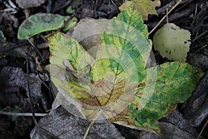 Changing sycamore leaf in forest in Sept