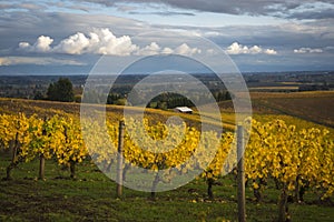 Autumn vineyards, Willamette Valley, Oregon