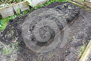 changing the wood of the raised wooden bed. arranging the vegetable garden at home