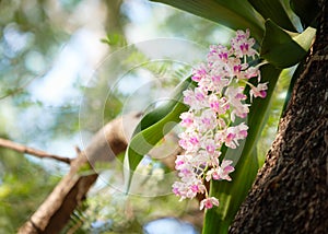 Changkra Rhynchostylist gigantea inflorescence Orchids,