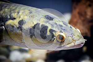 Channa argus, snakehead fish - close-up on head
