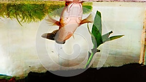 channa fish in aquarium