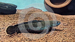 A Channa fish in the aquarium