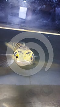 Channa fish in tank