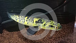 Channa Maru fish type YS. its characteristic color is yellow and its size is rather long with an oval head.