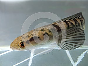 Channa Maru yellow Sentarum - Indonesia Endemics Snakehead Predator Fish photo