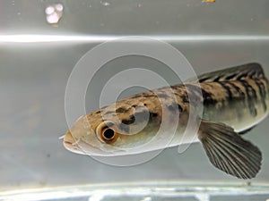 Channa Maru yellow Sentarum - Indonesia Endemics Snakehead Predator Fish photo