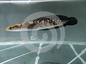 Channa Maru yellow Sentarum - Indonesia Endemics Snakehead Predator Fish