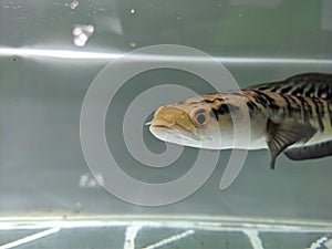 Channa Maru yellow Sentarum - Indonesia Endemics Snakehead Predator Fish