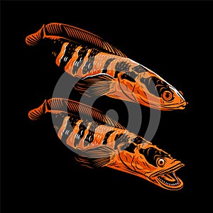 Channa snake head predator animal fish wild life in water illustration vector