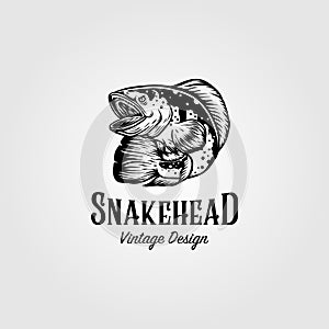 Channa snakehead fish vintage logo vector illustration design
