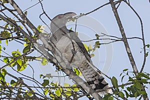 Channel-billed Cuckoo