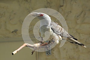 Channel-billed cuckoo