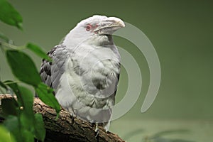 Channel-billed cuckoo