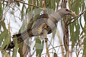 Channel Billed Cuckoo in Australia