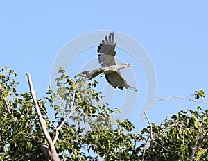Channel-billed cuckoo flying