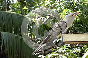 the channel billed cuckoo is perched on a feeding tray