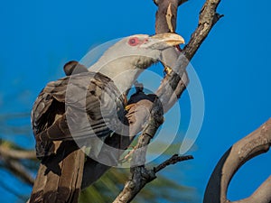 Channel-billed Cuckoo in Queensland Australia