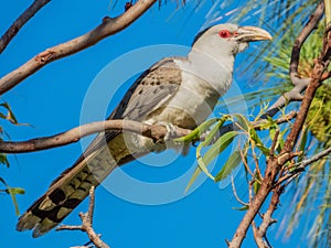 Channel-billed Cuckoo in Queensland Australia