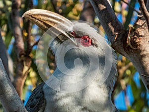 Channel-billed Cuckoo in Queensland Australia