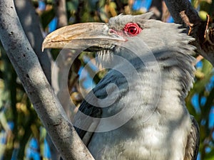Channel-billed Cuckoo in Queensland Australia