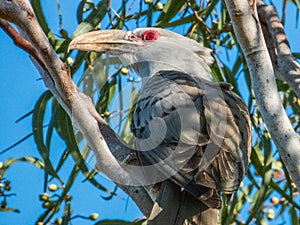 Channel-billed Cuckoo in Queensland Australia