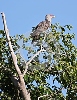 Channel-billed cuckoo resting