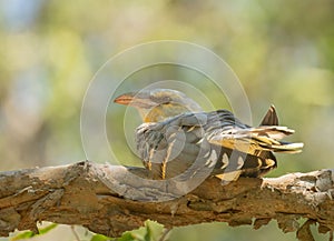 Channel-billed Cuckoo (Scythrops novaehollandiae)are the largest species of cuckoo found in Australia