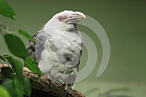 Channel-billed cuckoo photo