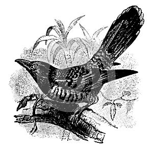 Channel Billed Cuckoo, vintage illustration