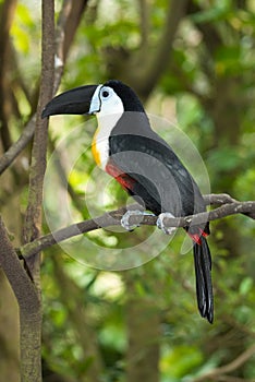 Channel-billed Toucan