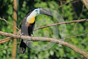 Channel-billed toucan