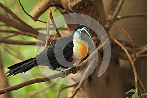 Channel-billed toucan