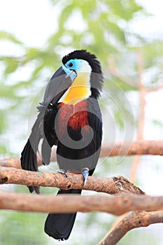 Channel-billed Toucan