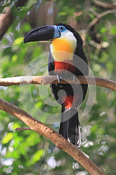 Channel-billed toucan photo