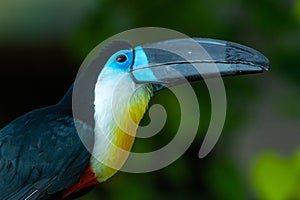 The channel-billed toucan close up Ramphastos vitellinus bright colors close up looking up on a branch in south america