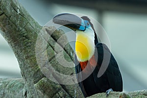 The channel-billed toucan close up Ramphastos vitellinus close up on a branch in south america