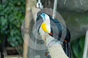 The channel-billed toucan close up Ramphastos vitellinus close up on a branch in south america