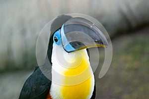 The channel-billed toucan close up Ramphastos vitellinus is a near-passerine bird in the family Ramphastidae found in Trinidad