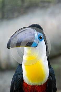 The channel-billed toucan close up Ramphastos vitellinus is a near-passerine bird in the family Ramphastidae found in Trinidad