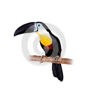 Channel-billed toucan isolated on white