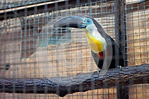 The channel-billed toucan Ramphastos vitellinus
