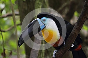 Channel-billed Toucan (Ramphastos vitellinus)