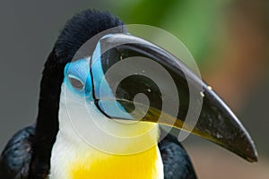 The channel-billed toucan Ramphastos vitellinus is a near-passerine bird in the family Ramphastidae found in Trinidad and in