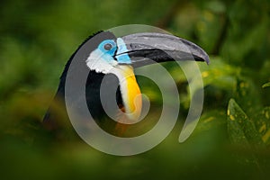 Channel-billed Toucan, Ramphastos vitellinus, sitting on branch in tropical green jungle, Colombia. Big beak bird. Detail portrait