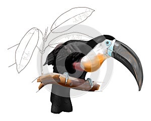 Channel-Billed Toucan. Vector artwork.