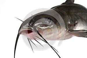 Channel catfish